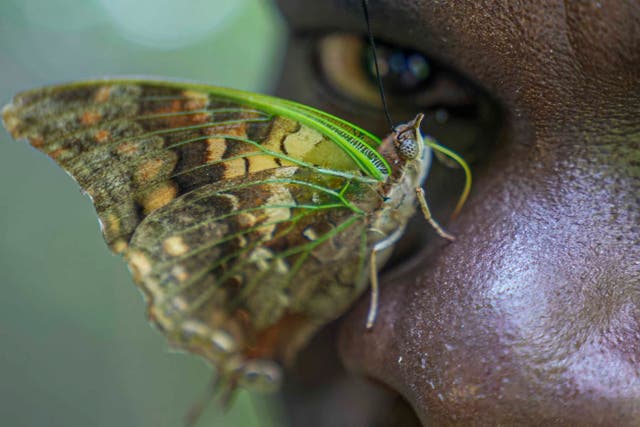 APTOPIX Kenya Butterflies