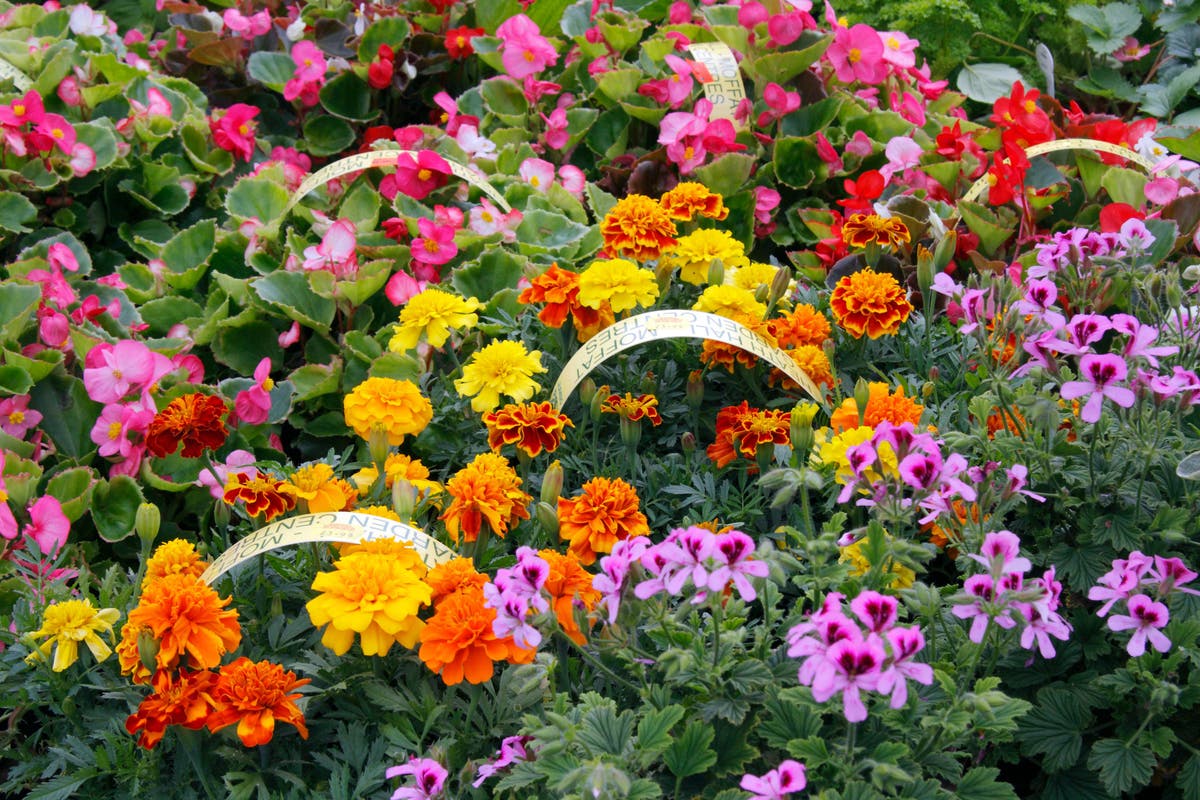 What will replace colourful annual bedding plants?