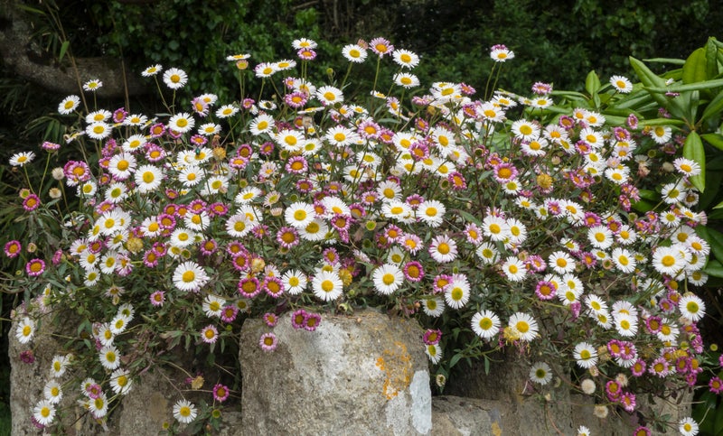 Traditional garden bedding plants are out. Here’s what to replace them with