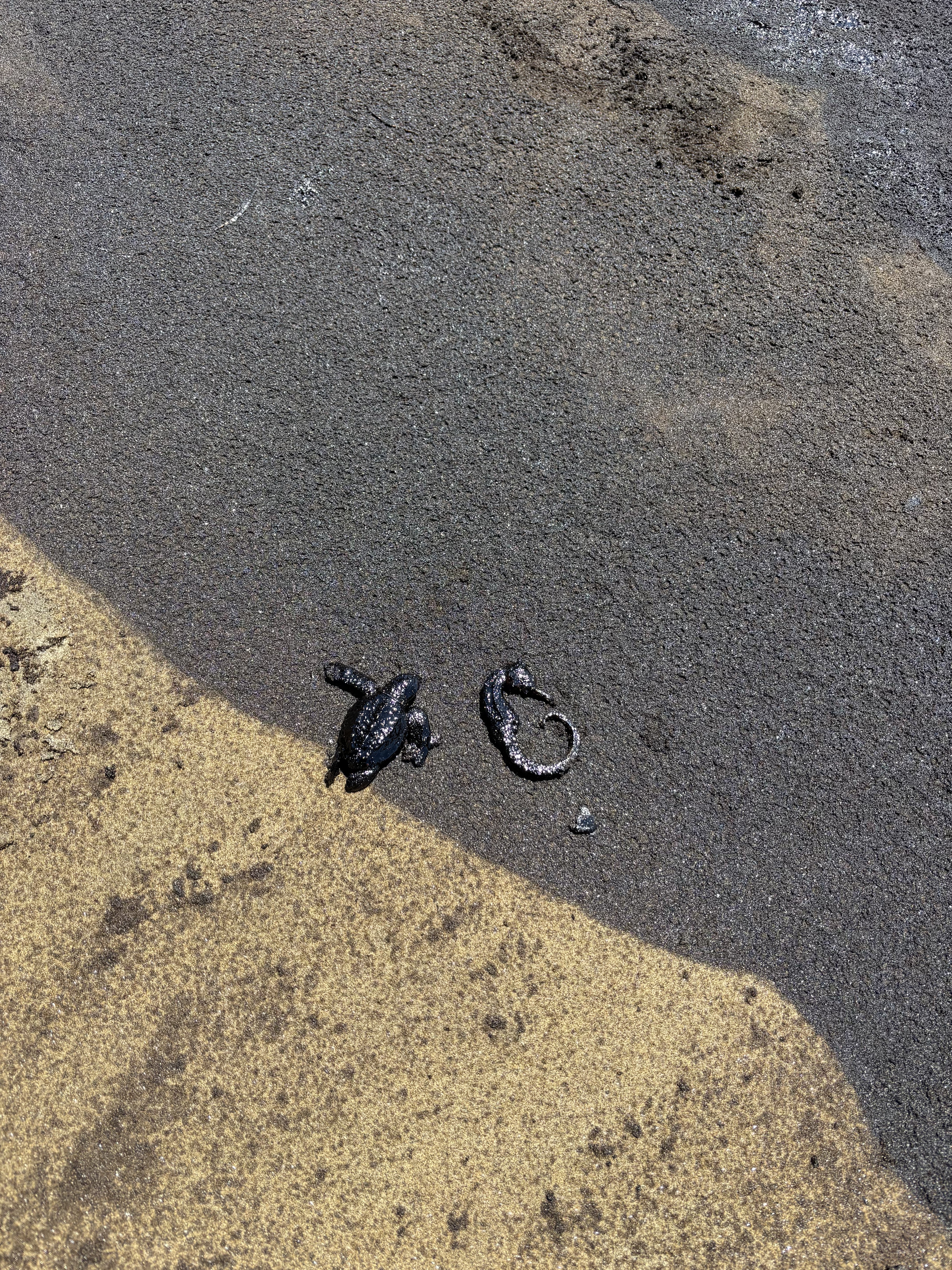 Local wildlife in the area was found drenched in crude (pictured) along the shores of Lobitos