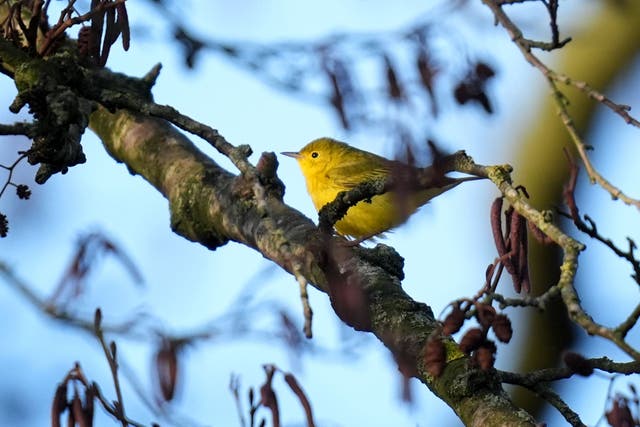 A yellow warbler from North America, an extremely rare visitor to Britain, is attracting birdwatchers from around the country to Kent (Gareth Fuller/PA)