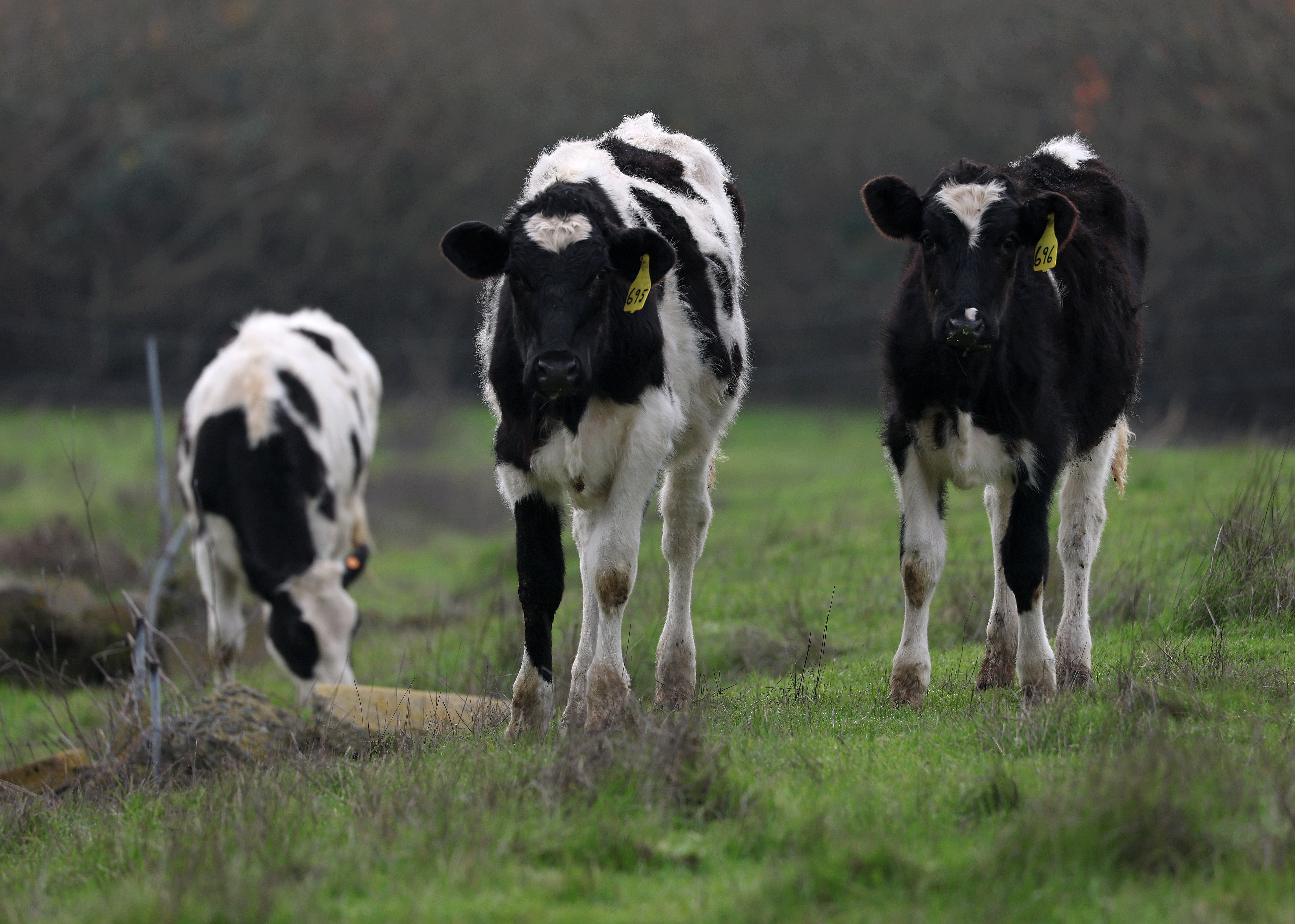 Cows graze on a field in Petaluma, California, earlier this month. Nearly 700 of the state’s dairy herds have been infected with bird flu