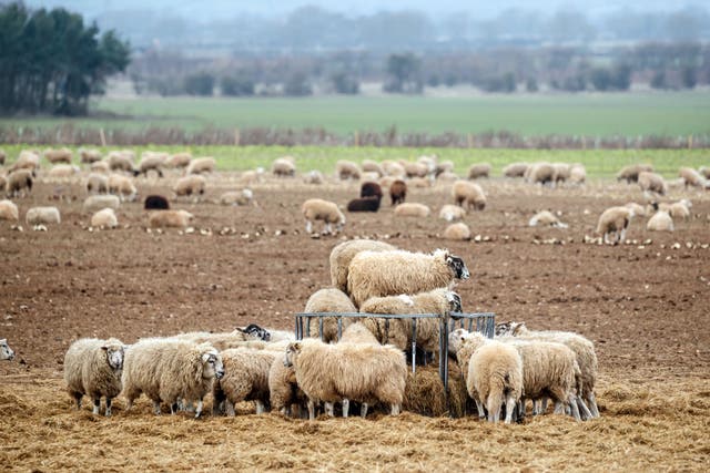 Sheep on a farm in North Yorkshire (Danny Lawson/PA)