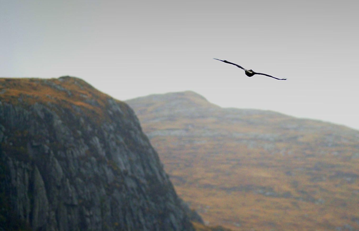 A golden eagle flies over Glenveagh National Park in County Donegal