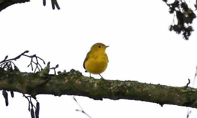 <p>The Yellow Arbler spotted in Larkfield, near Maidstone, Kent</p>