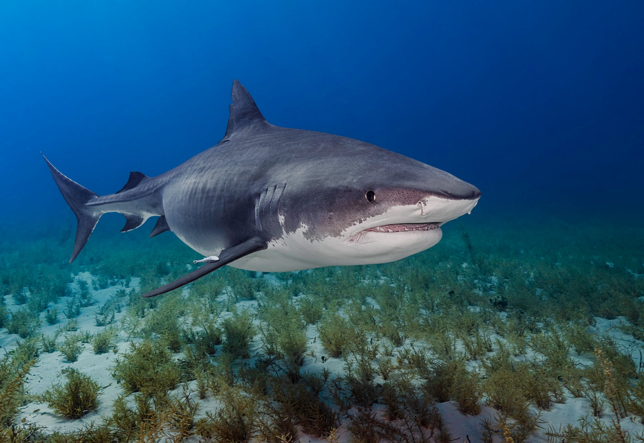 The holidaymakers were attacked by a tiger shark (stock image)