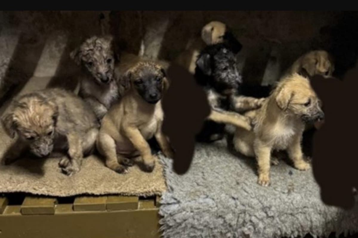 Seven puppies stolen from home days after Christmas leaving family ‘devastated’