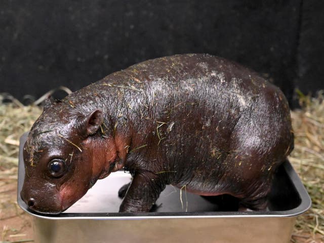 <p>Virginia’s Metro Richmond Zoo opens a public poll to name new female baby pygmy hippo </p>