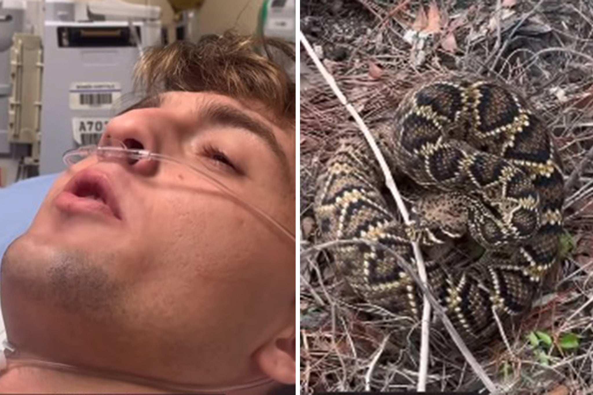 The daring 25-year-old social media star (pictured) was brutally attacked by a venomous rattlesnake (pictured right) on December 18 while performing a deadly stunt in Florida