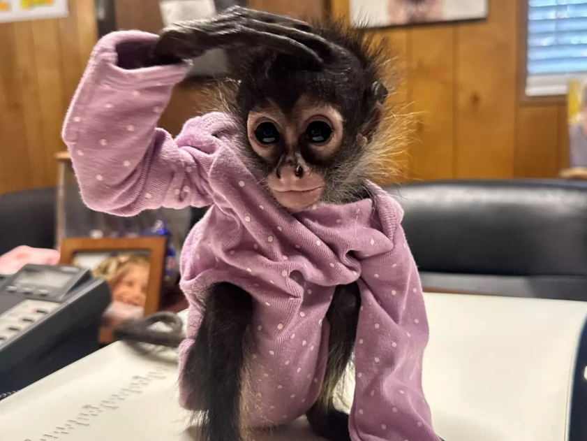 Marcel the spider monkey, confiscated from a speeding motorist on Monday December 30 2024 in Madera County, California