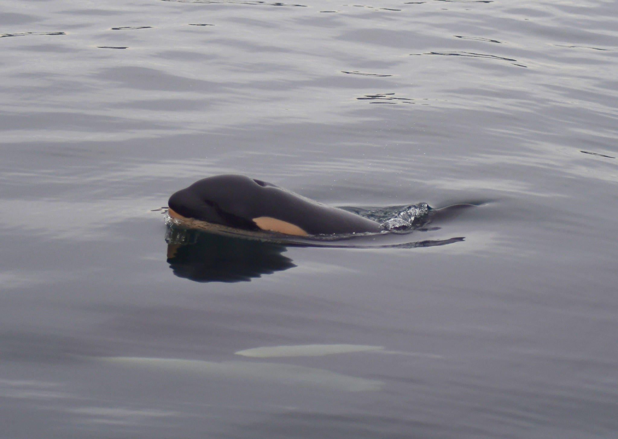 J61 is seen off the Washington coast last year. Scientists had been conserved about the calf based on her behavior