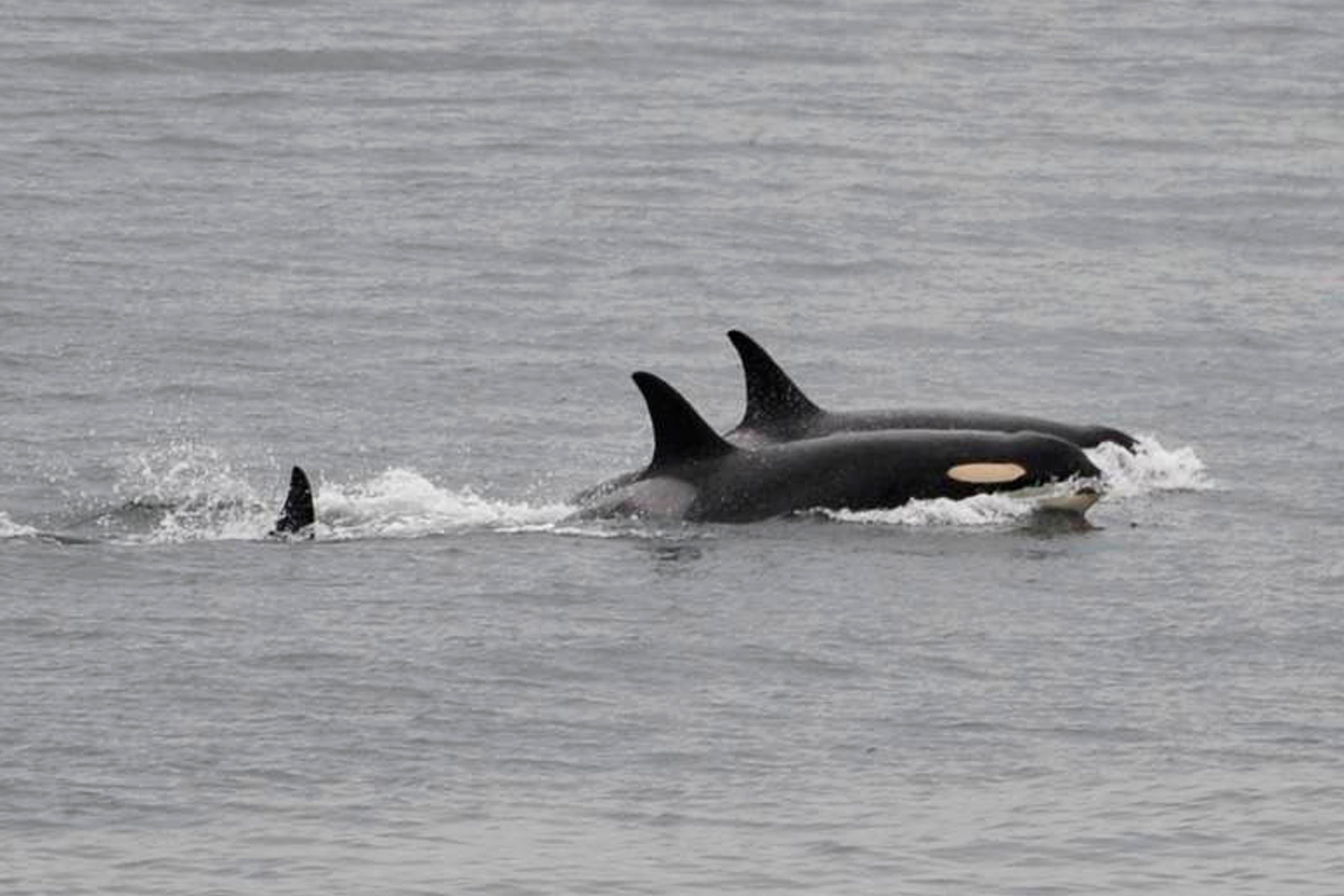 Orca Mother-Dead Calf-Washington