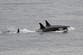 Warning after killer whales seen ‘ramming’ boats in two attacks off coast of Spain