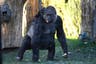 Here’s who would really win in a fight between 100 men and a gorilla
