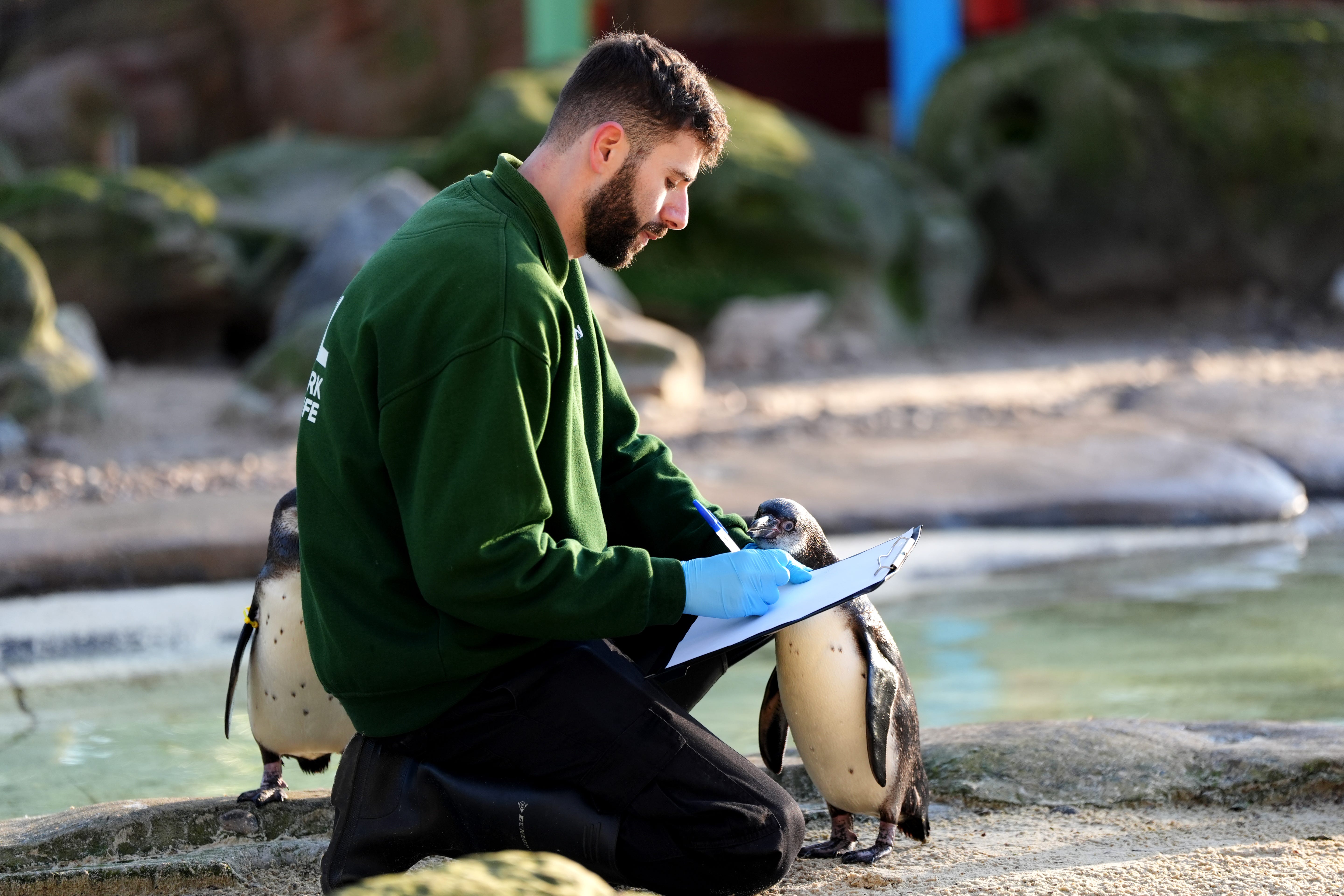 A zookeeper counts penguins during the annual stocktake (Ben Whitley/PA)