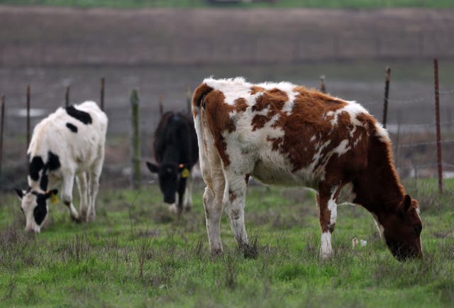 <p>Cows graze in a field last month in Petaluma, California. Hundreds of the nation’s dairy herds have been stricken with H5N1 bird flu. While health officials maintain that the risk to human health remains low, the Biden administration said Friday it would allocate more than $300 million for monitoring and preparedness efforts </p>