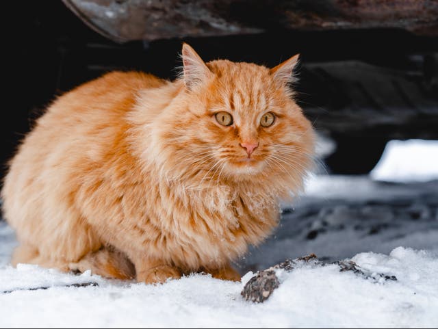 <p>Cats may shelter under cars, and antifreeze is poisonous, drivers are warned</p>