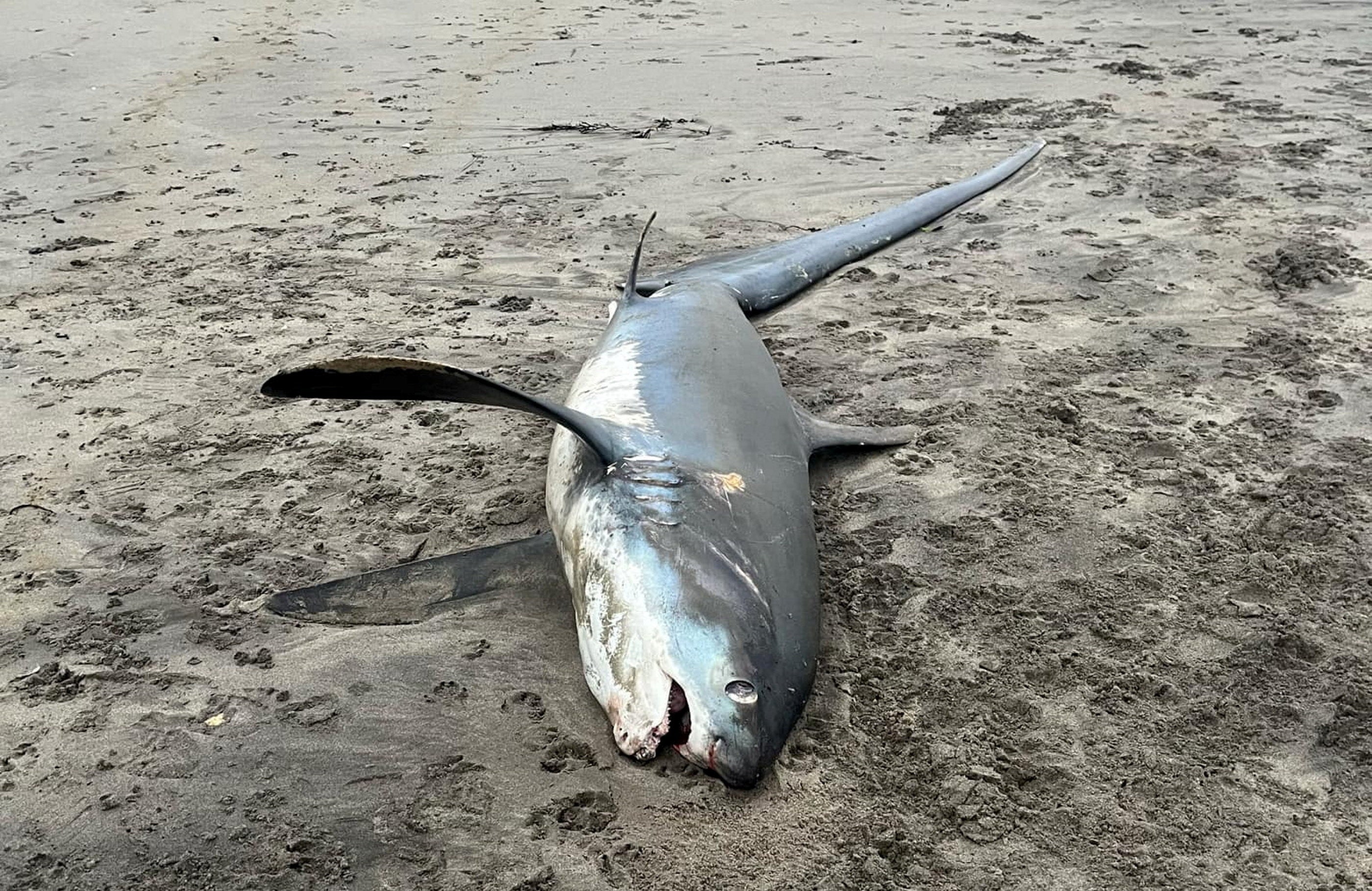 The thresher shark washed up on Par beach, Cornwall