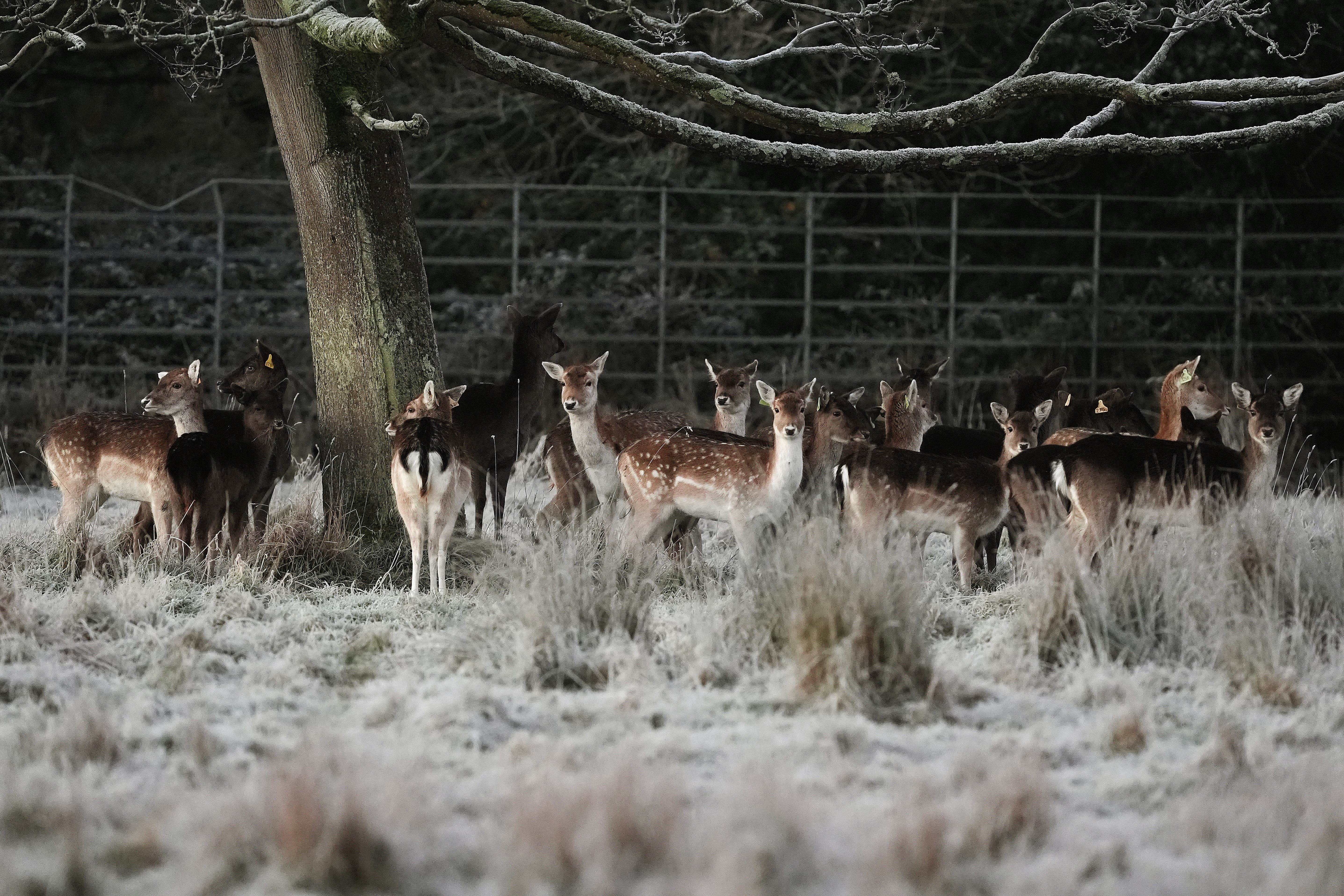 Deer in a frosty Phoenix Park in Dublin