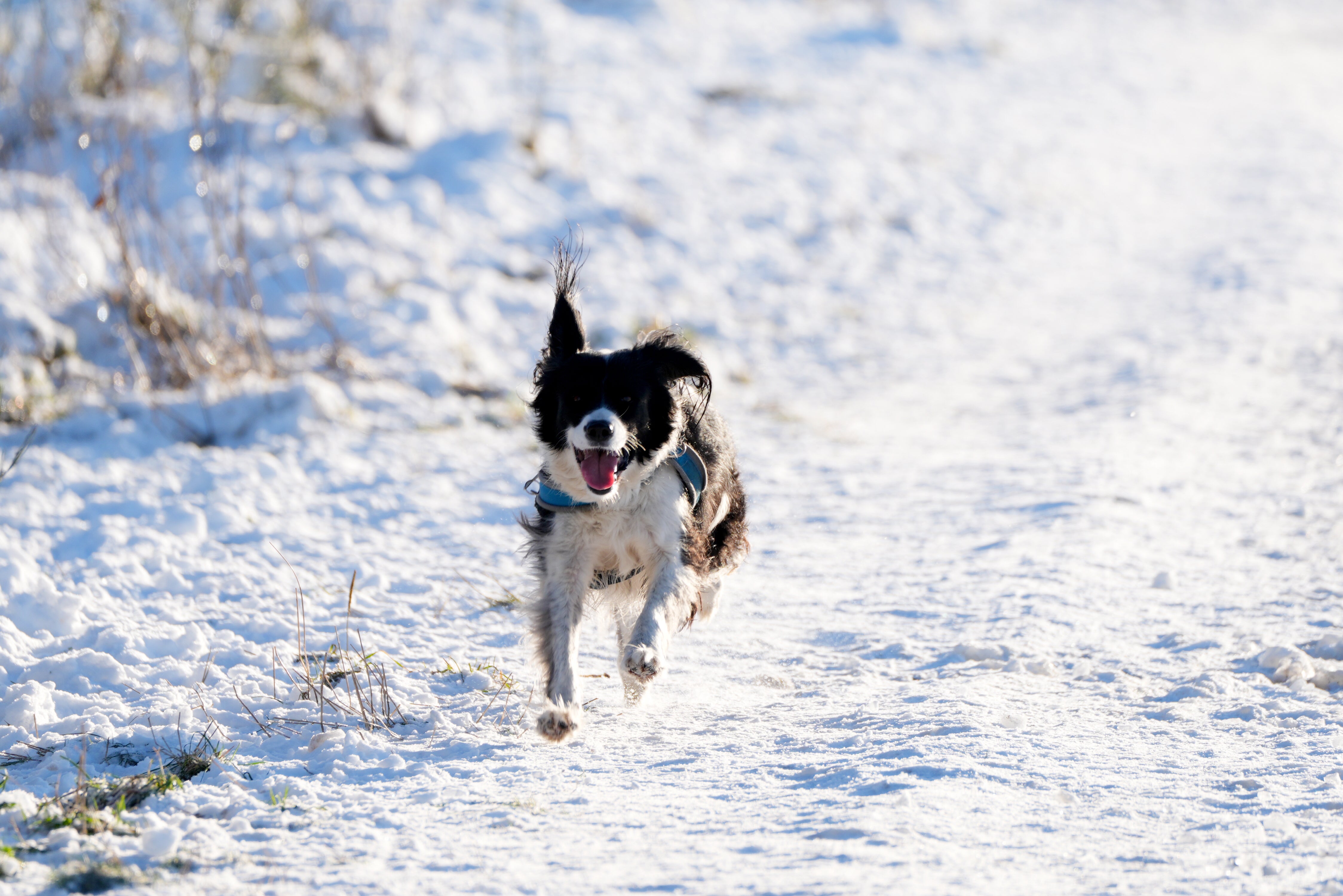 A dog runs through snow in the Pentland Hills, Balerno, Edinburgh, on Friday