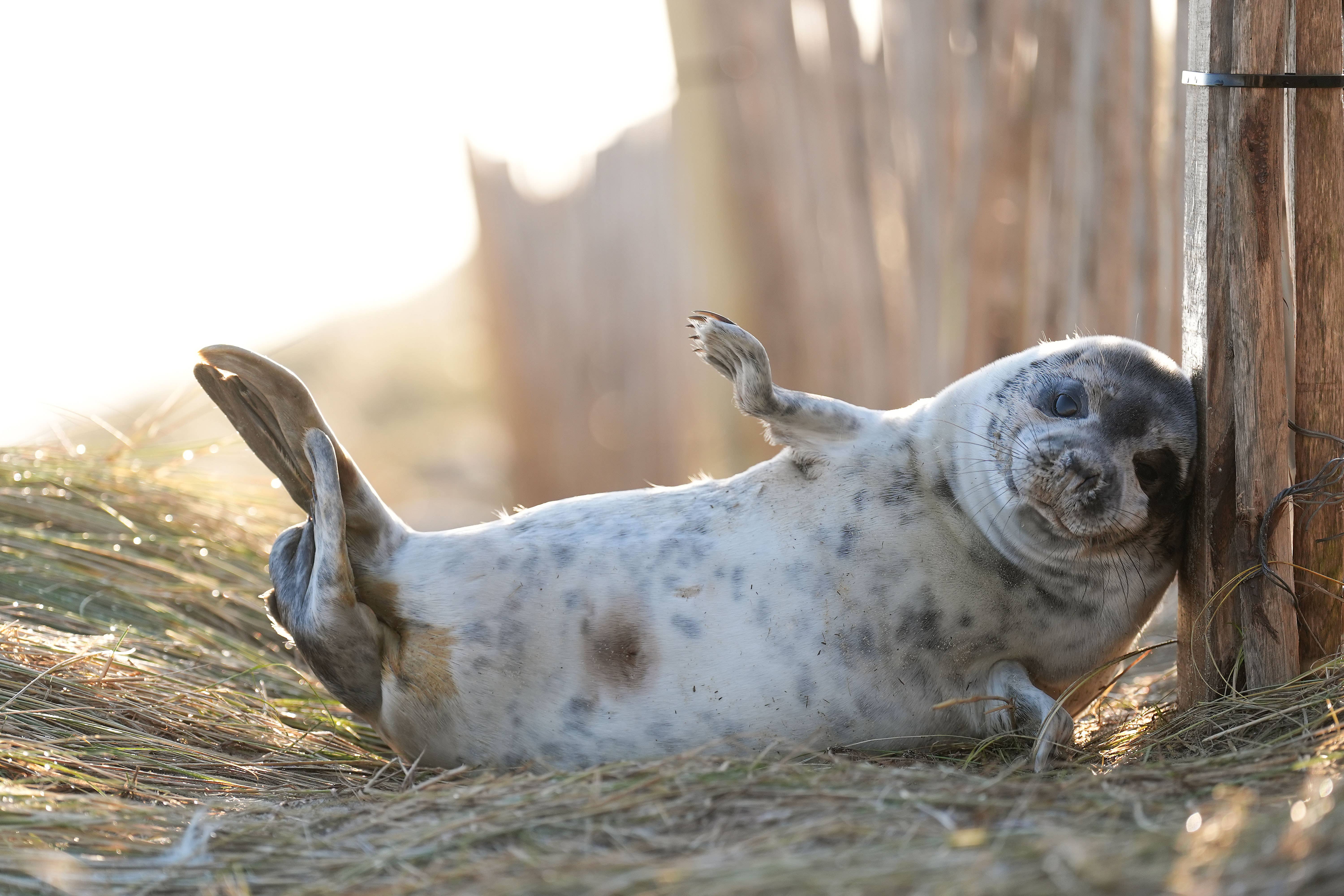 A young grey seal scratches against a post in the dunes at Horsey in Norfolk, as the pupping season draws to a close at one the UK’s most important sites for the mammals (Joe Giddens/PA)