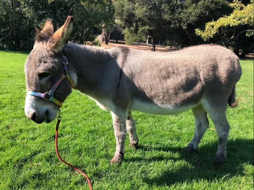 Perry the donkey, said to have inspired the Shrek character, has died aged 30