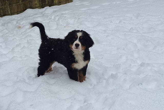 Ten-week-old Bernese mountain puppy, Raven, encounters snow for the first time in a garden in Ilkley, West Yorkshire (Richard Halifax/PA)