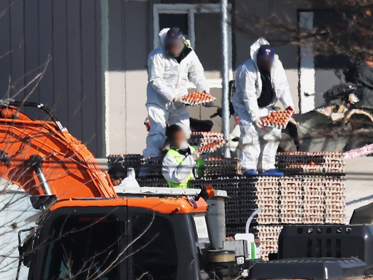 Japan Culls 50,000 Chickens Amid Bird Flu Outbreak