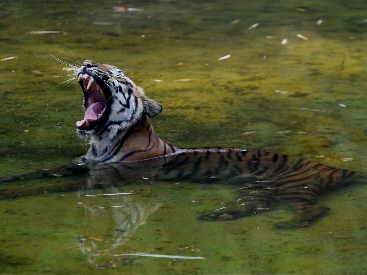 India issues red alert for zoos as three tigers and a leopard die of H5N1 avian influenza at a rescue centre