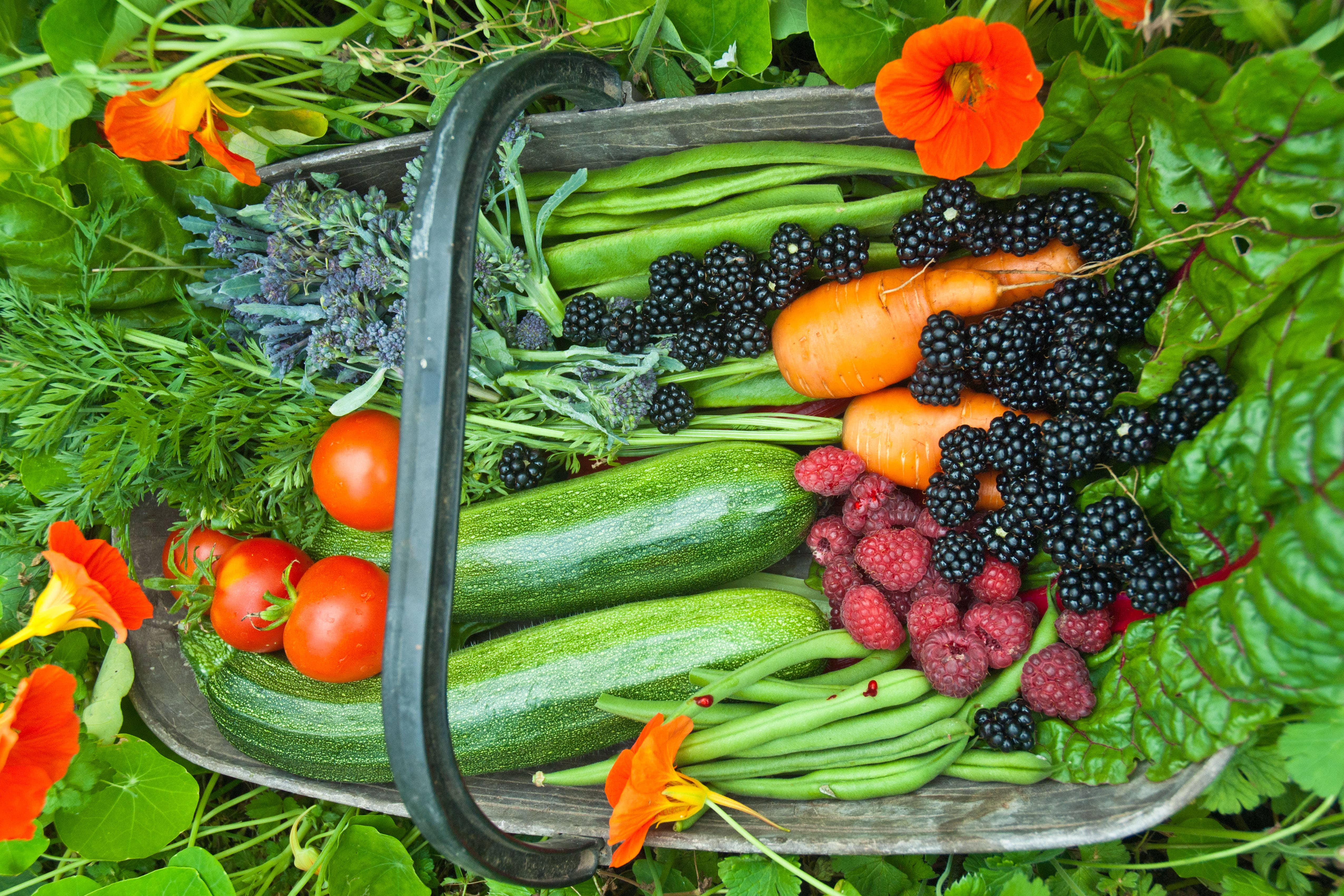 The book, RHS Grow Food Anywhere, outlines the different environments for growing edible plants (Alamy/PA)