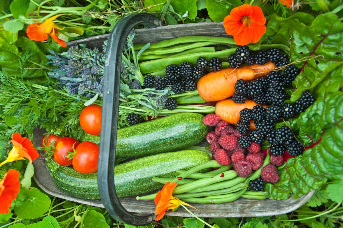 Guide to Successful Gardening:  Edible Plants Thrive in the Right Spot