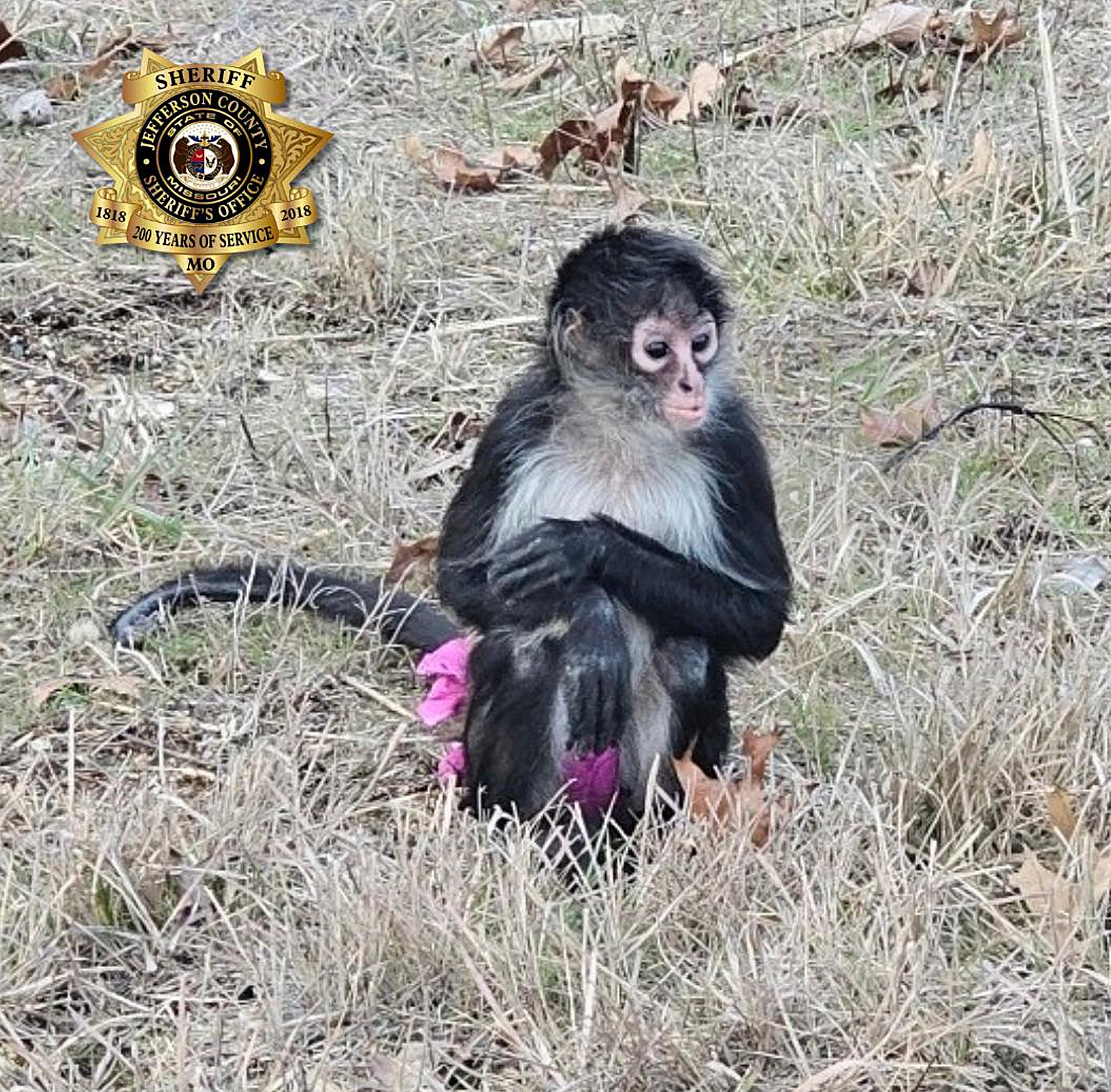 The escaped spider monkey near Otto