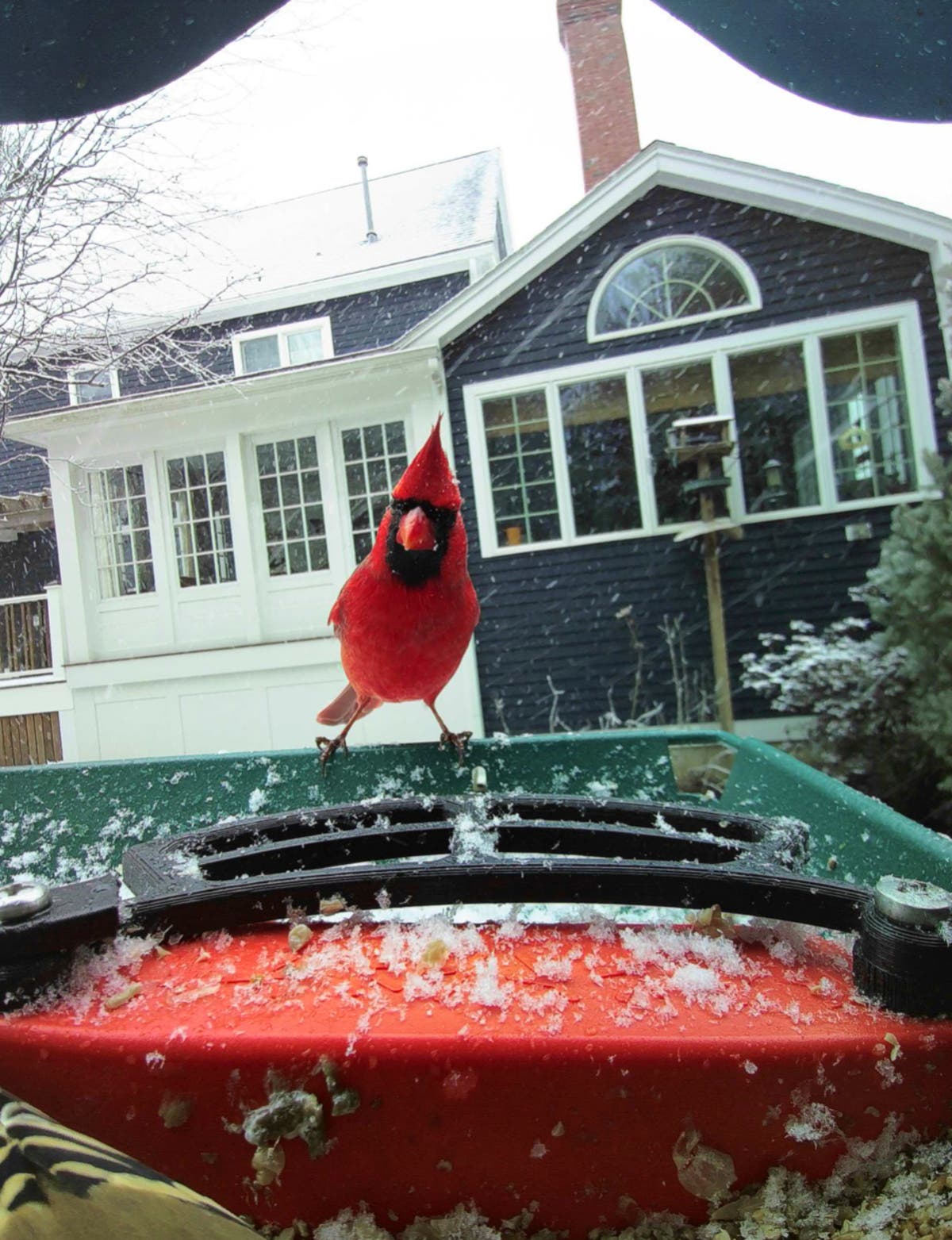 Smart bird feeders gain popularity and spark interest in bird-watching