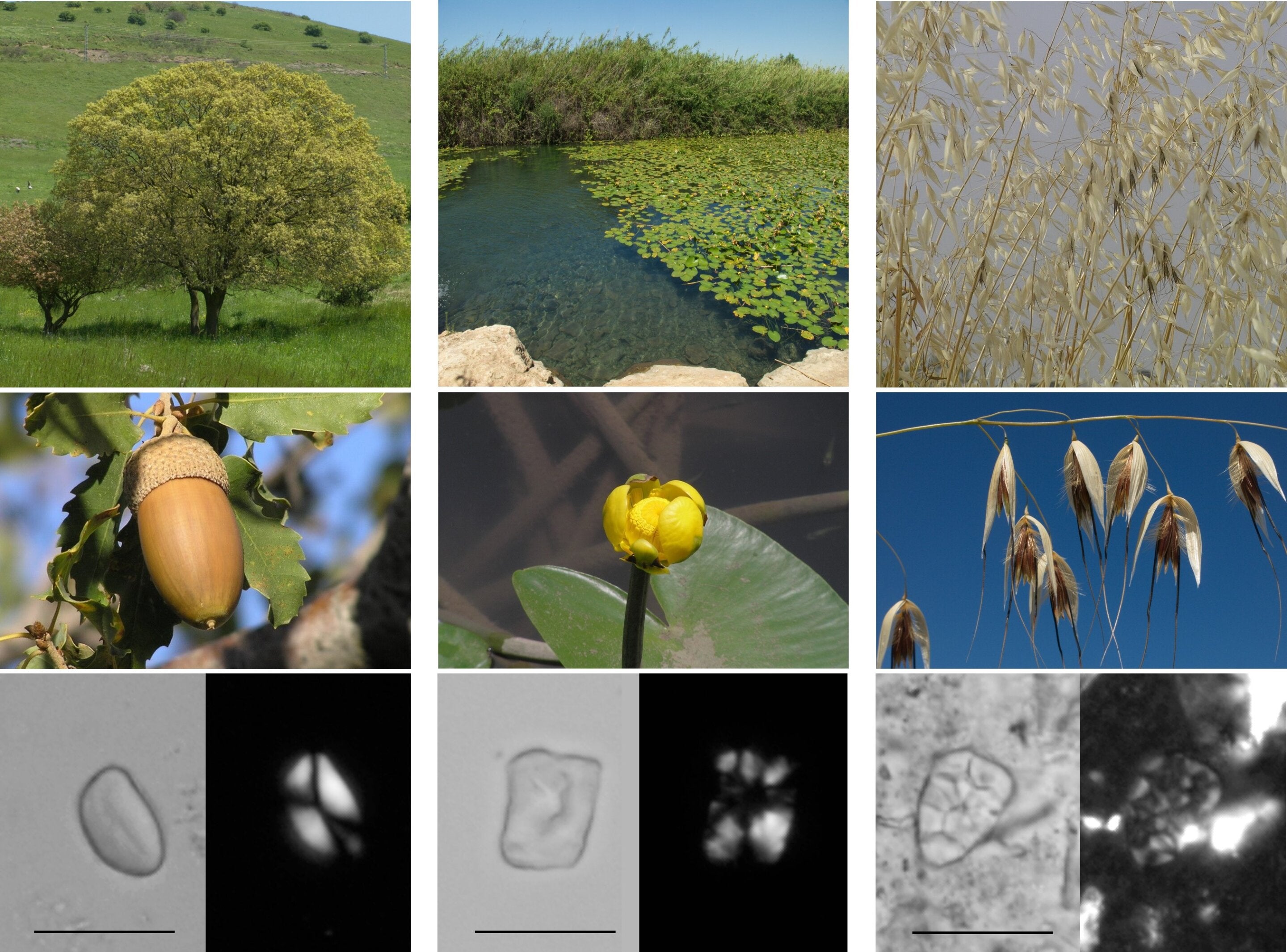 Examples of some of the plants recovered from Gesher Benot Ya’akov percussive tools: oak, yellow water lily, and common oat