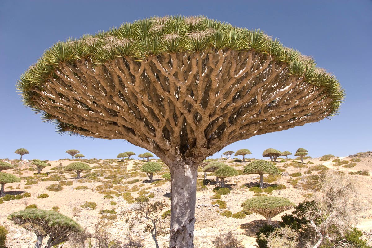 Uncommon Wonders: A Guide to Extraordinary Trees Across the Globe