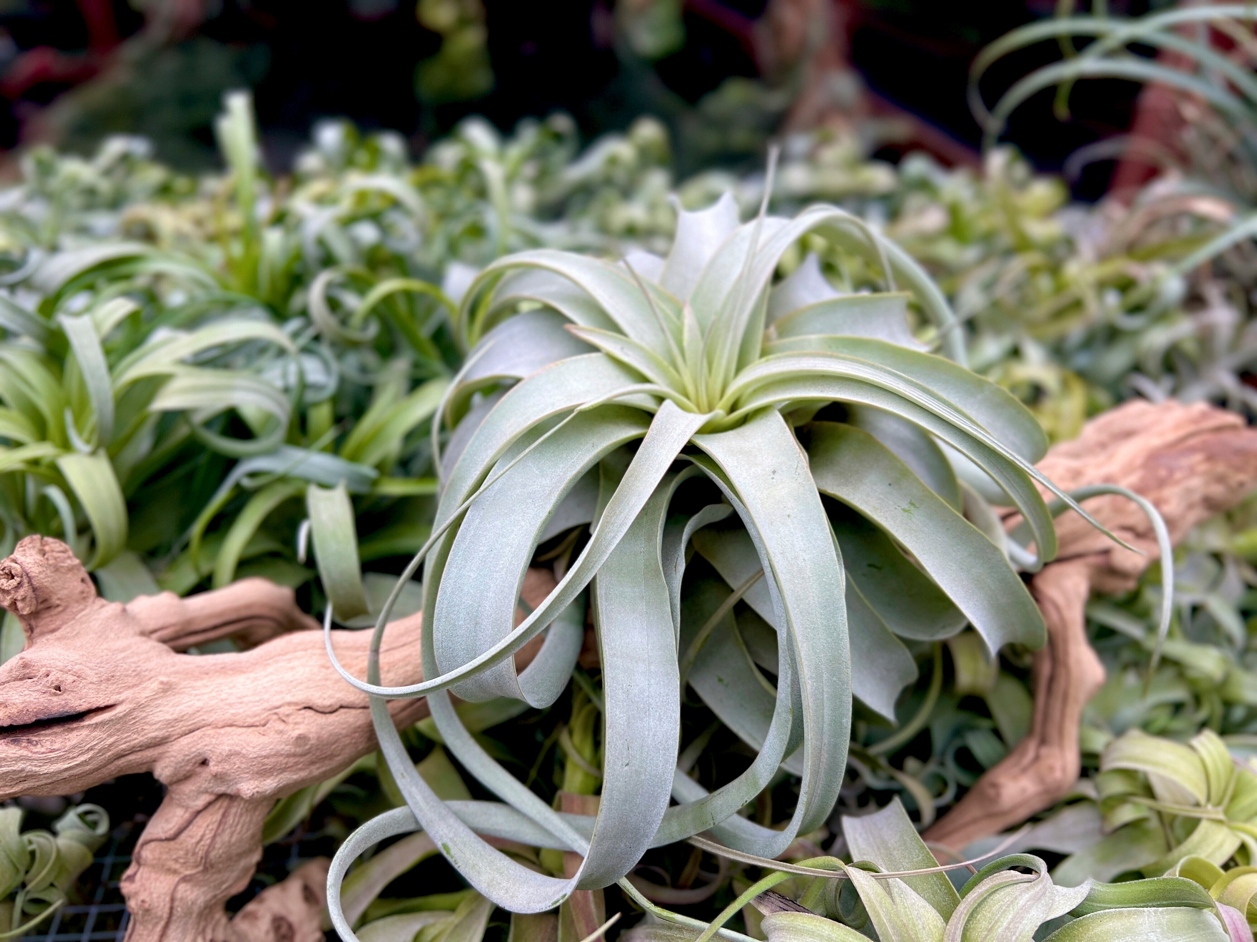 Gardening Air Plants