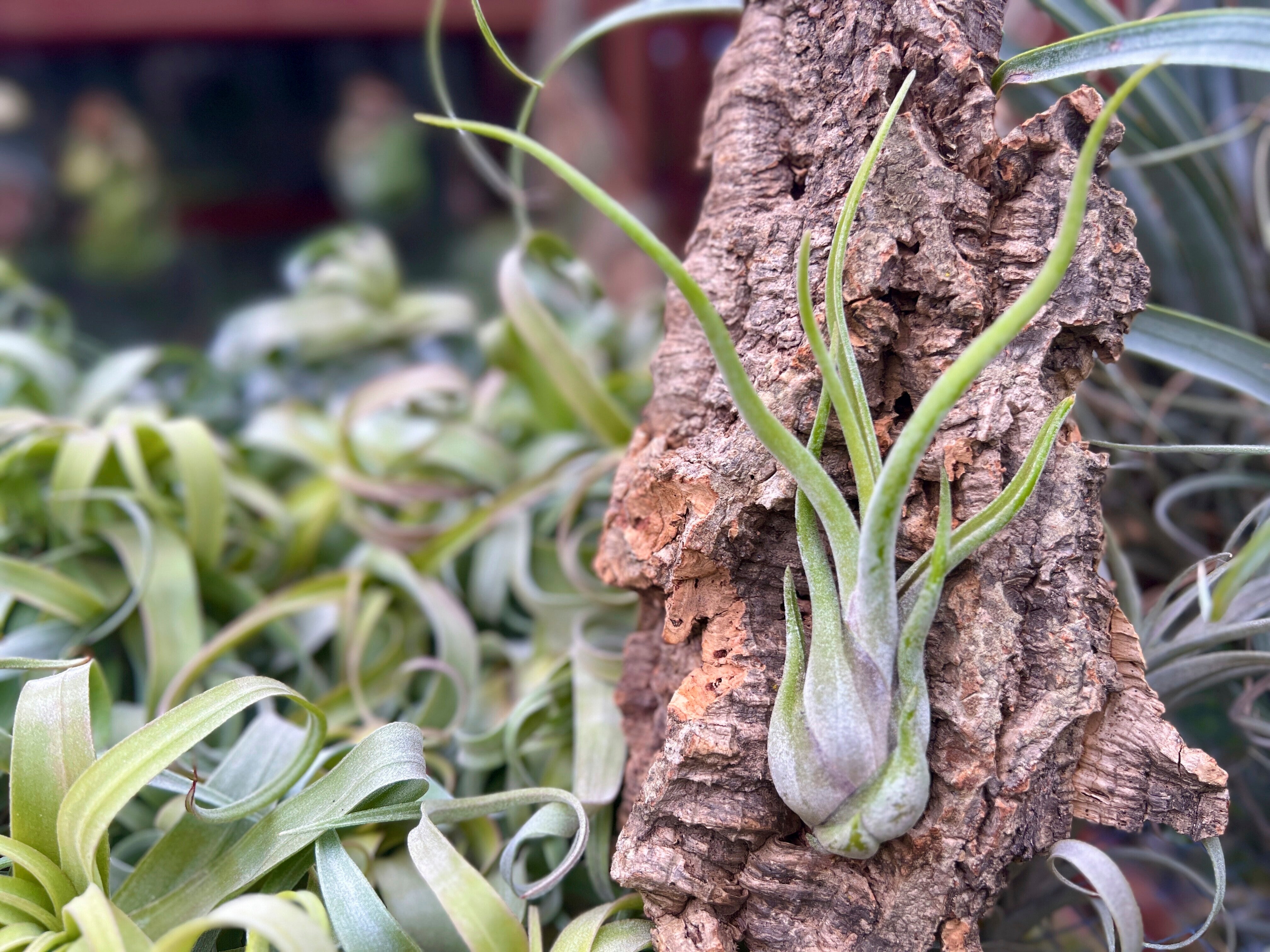 Gardening Air Plants