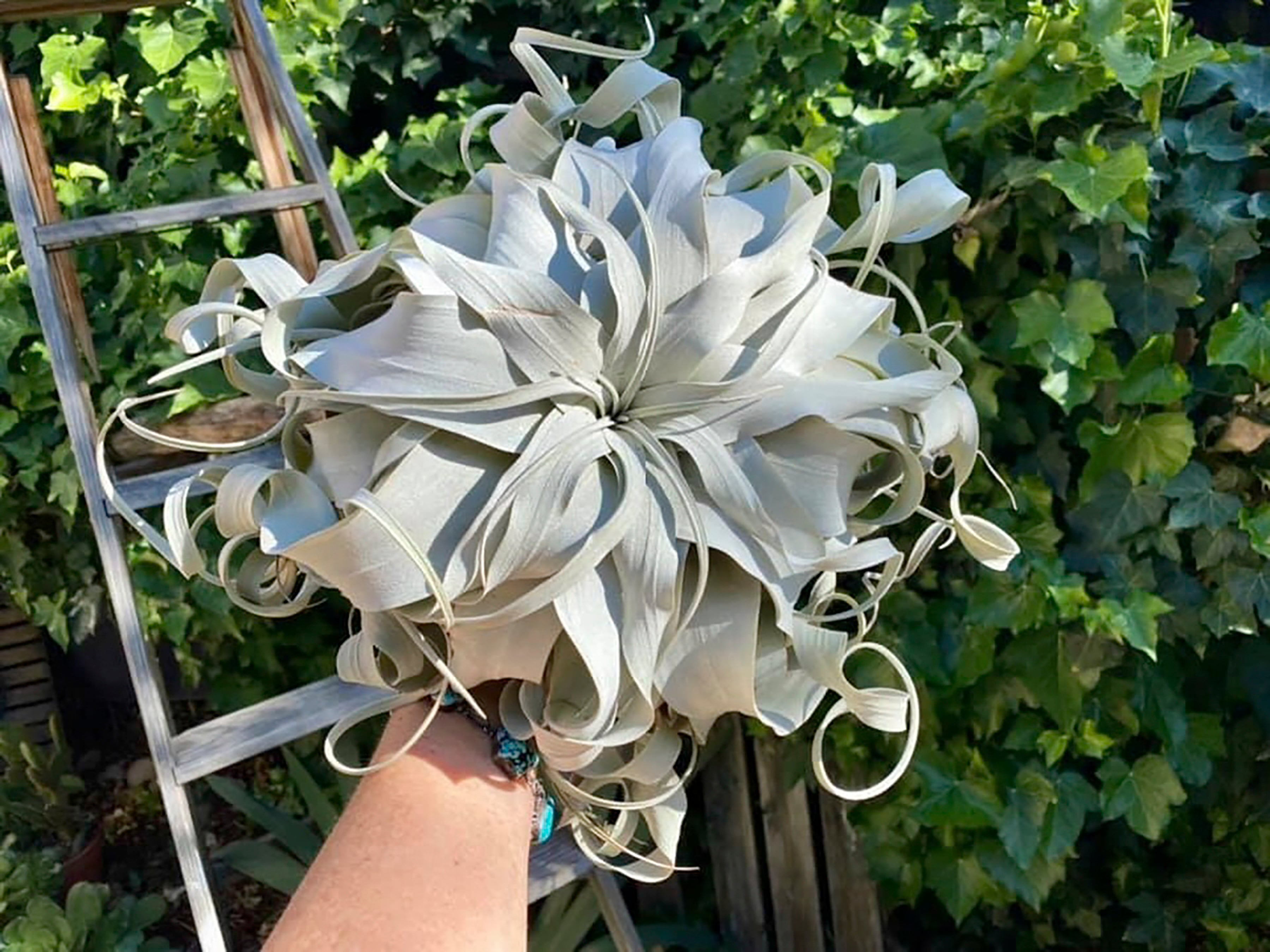 Gardening Air Plants