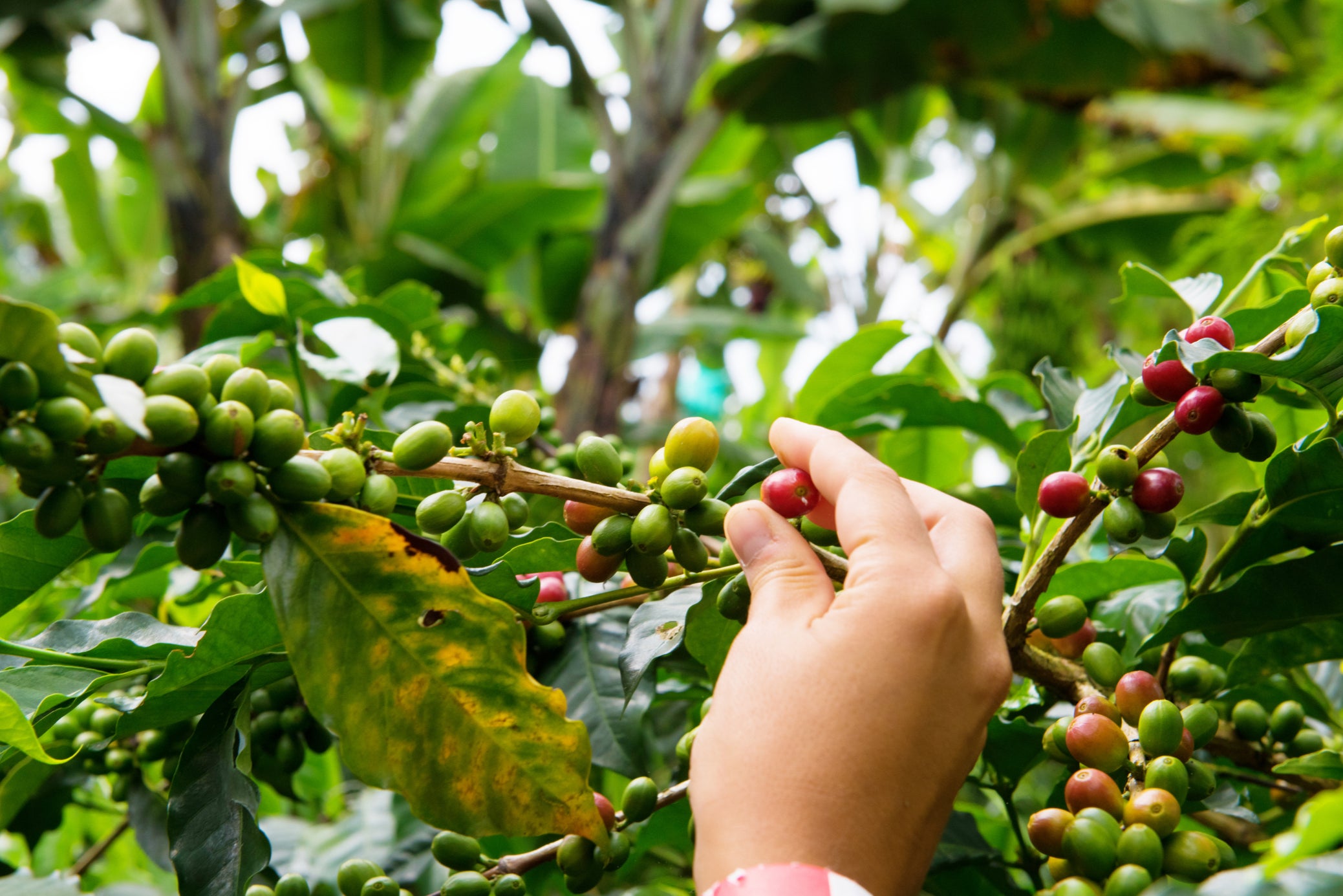 Seek out your coffee source in the Zona Cafetera in Colombia