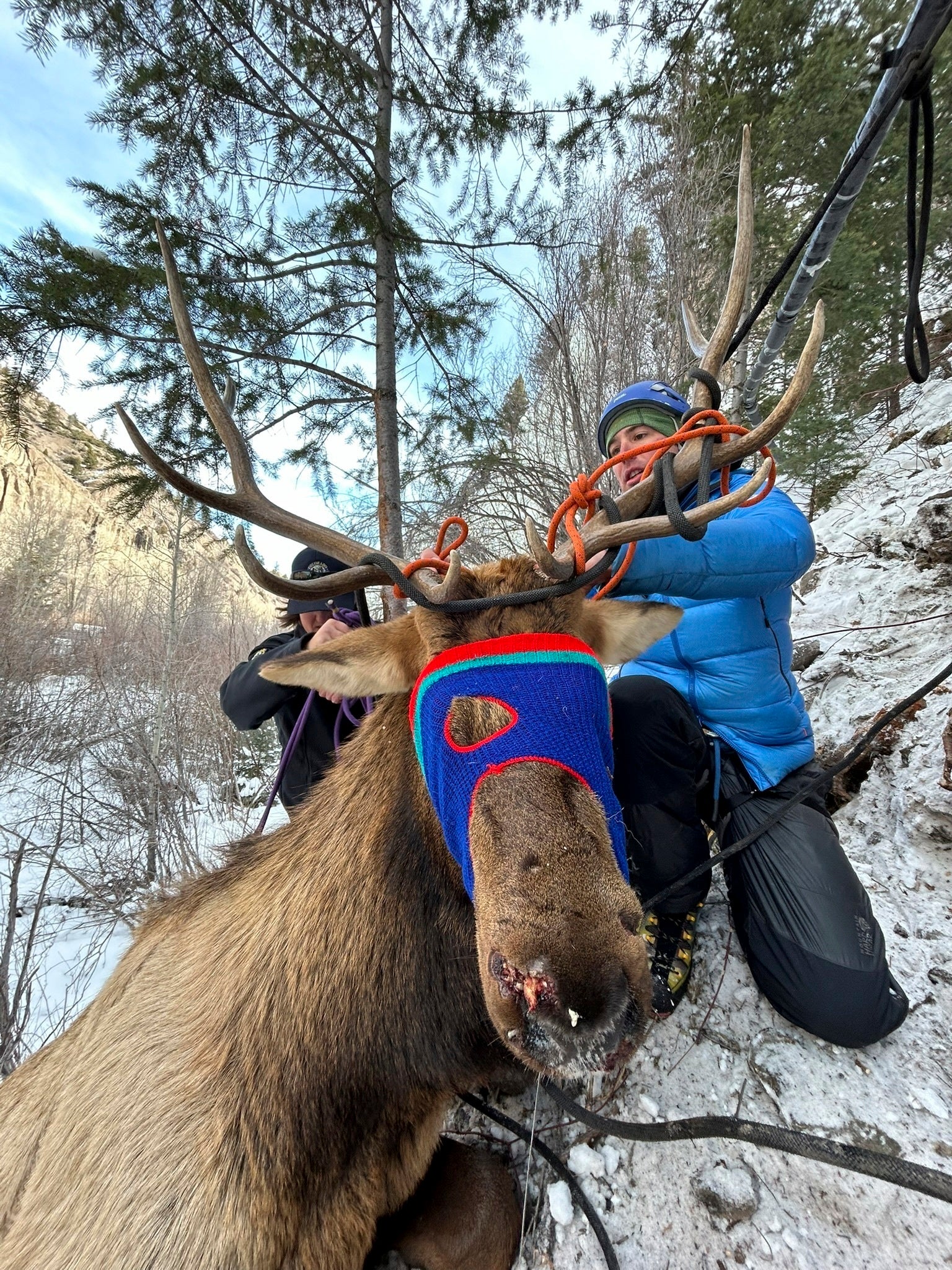 Wildlife officials and climbers rescue a bull elk after the animal became entangled in a rope