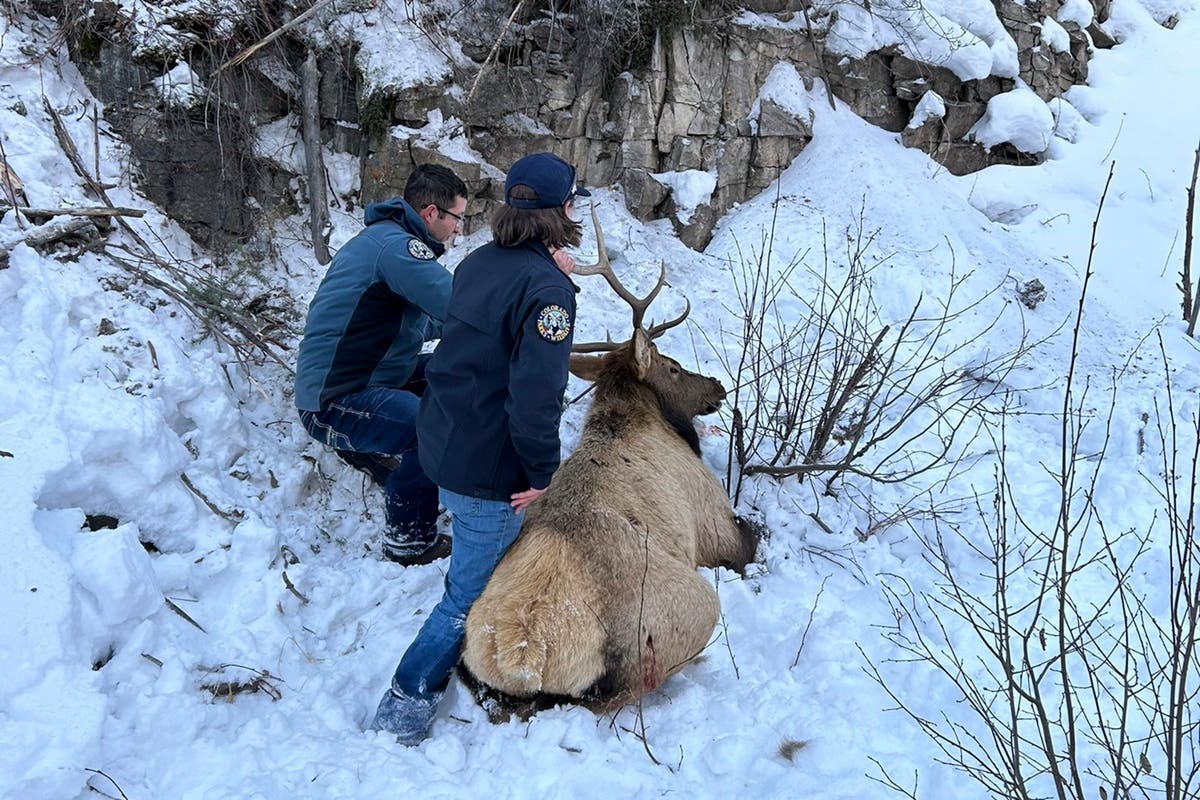 Heroic Rescue: Trapped Bull Elk Freed from Cliff