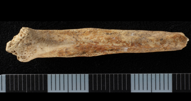 <p>Dog penis bone found in Surrey with red ochre on bottom surface</p>