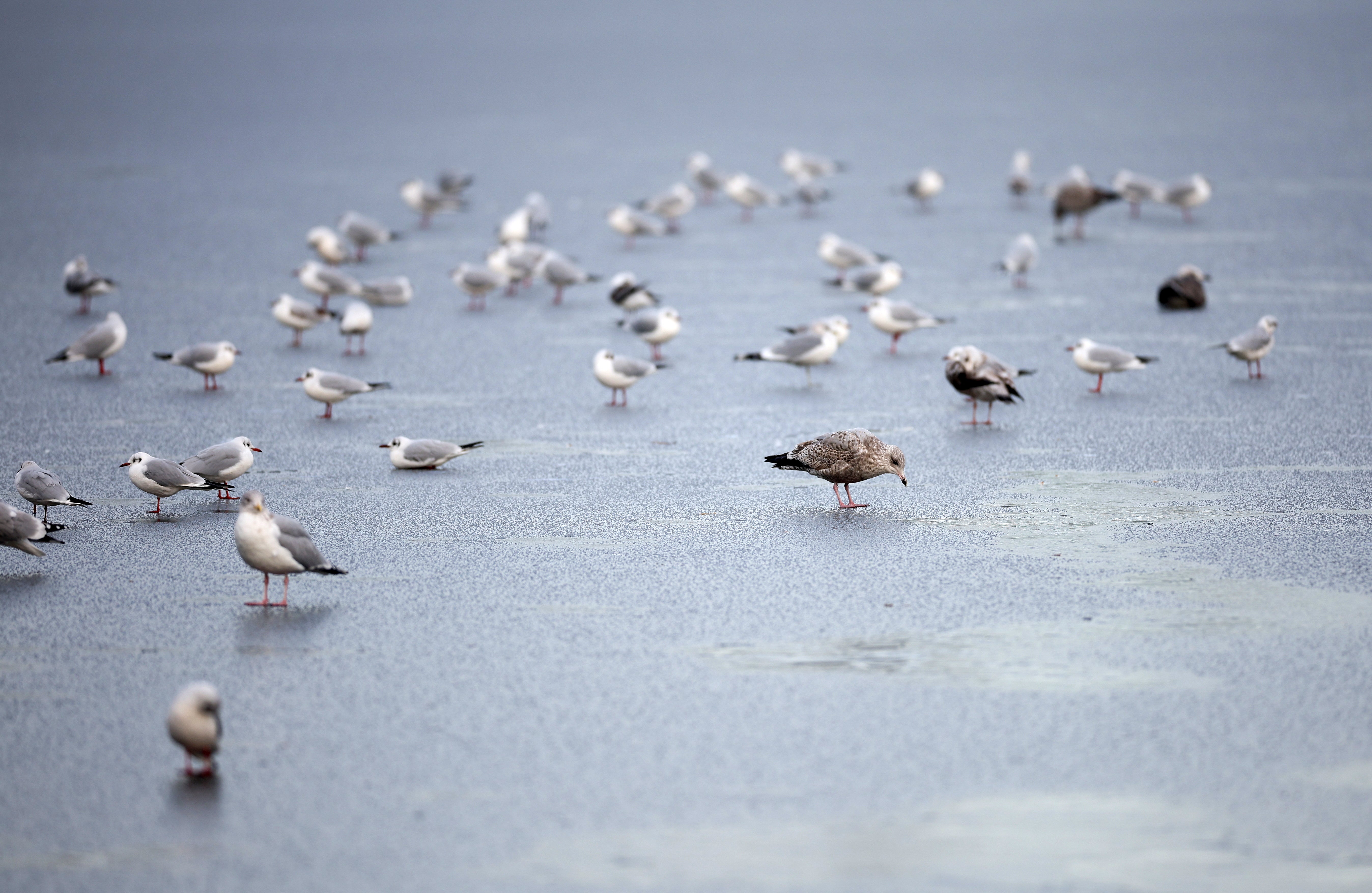 Gulls stand on the frozen boating lake at Sefton Park in Liverpool