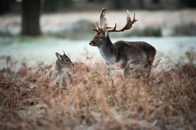 Deer graze in the frost in Bushy Park, London (Aaron Chown/PA)