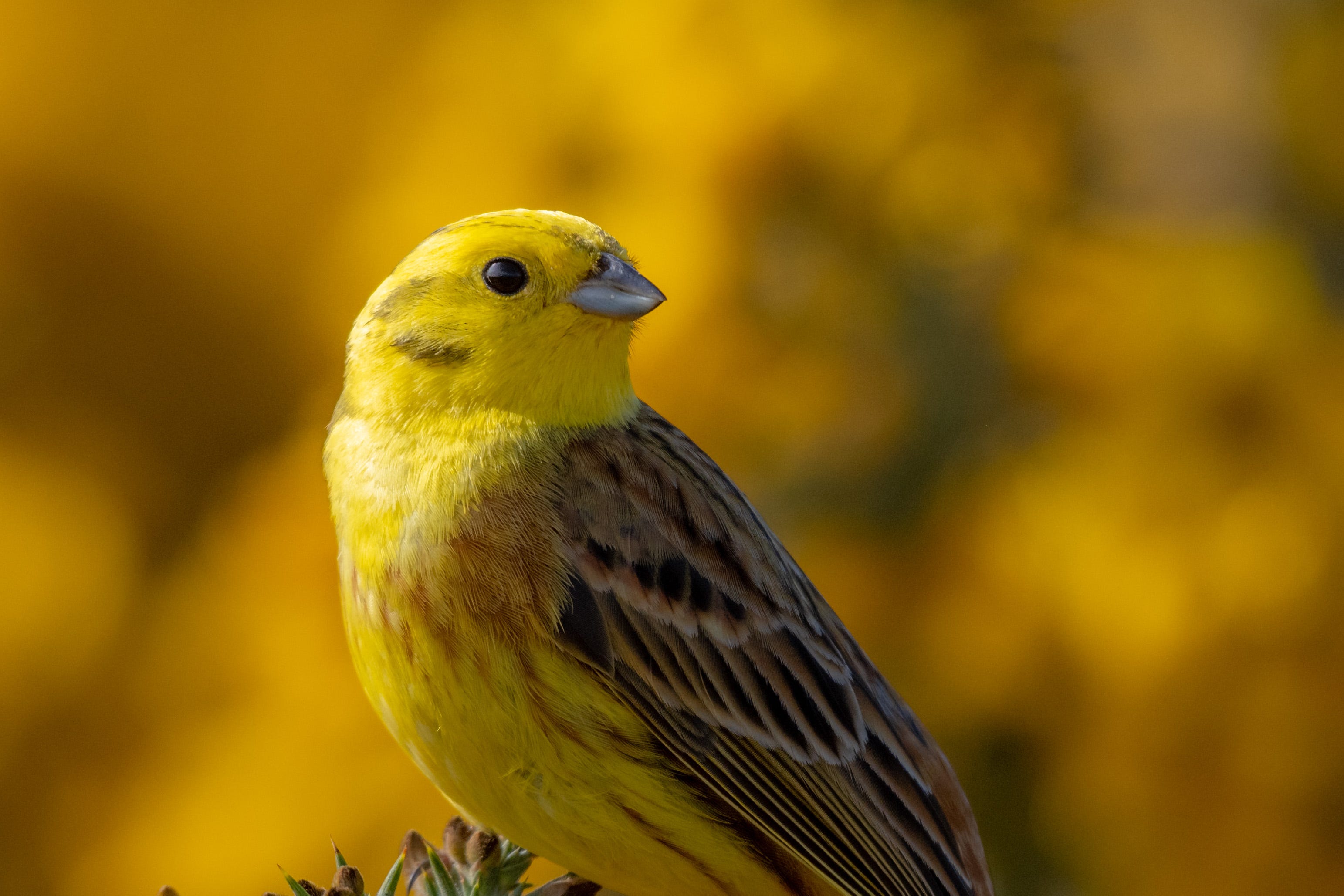 Undated handout photo issued by South Downs National Park of Yellowhammer by Piers Fearick, winner in the Wildlife category of the South Downs National Park’s Annual Photo Competition (Piers Fearick/South Downs National Park/PA)