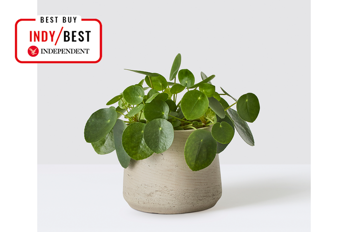 best housewarming gifts IndyBest review Patch Plants Chinese money plant