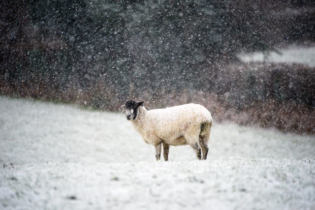 <p>Sheep in a snowy field near Princetown in Dartmoor, 8 Jan </p>