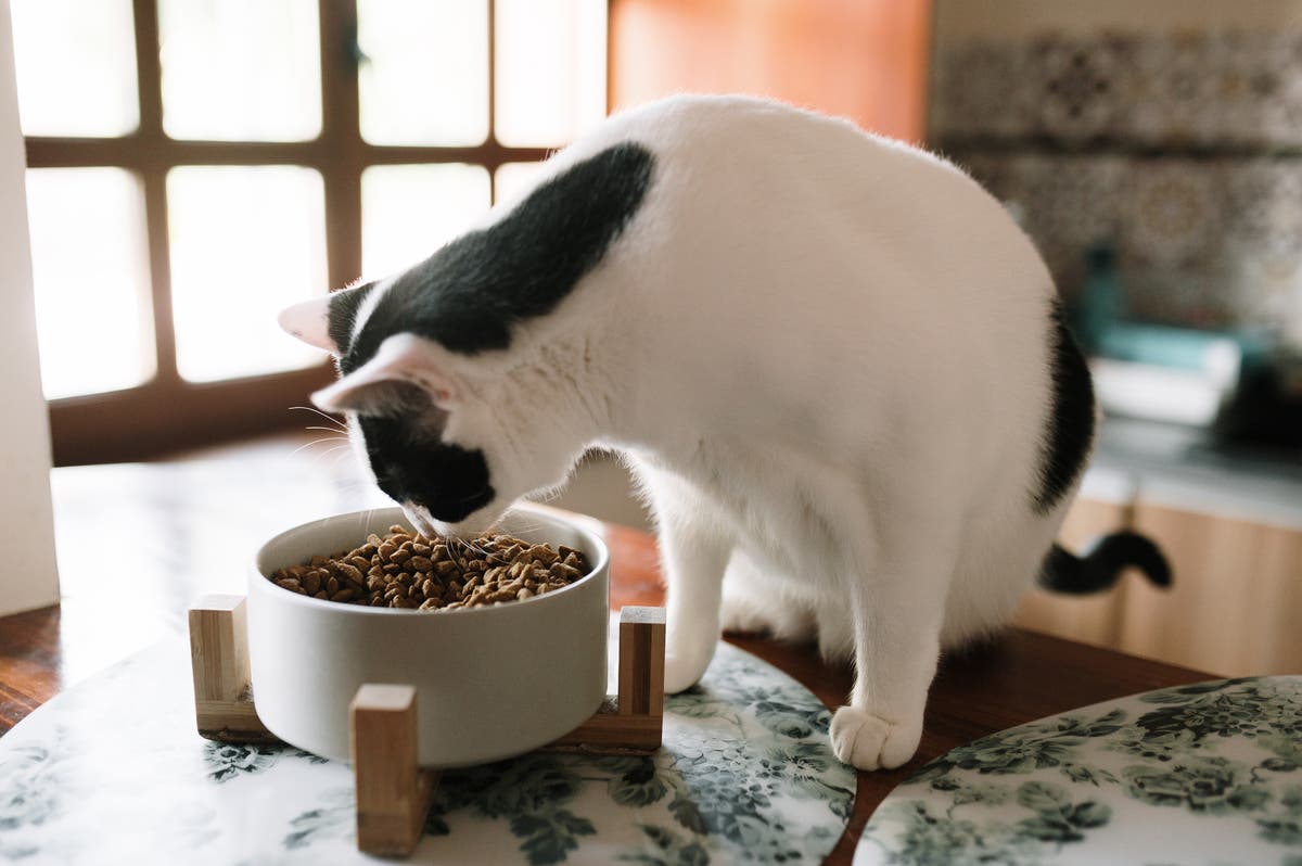 Cat Food Recall Impacts Six States Due to Salmonella Contamination