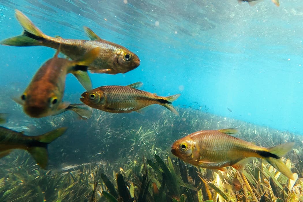 The study, which looked at freshwater animals including fish, was published in the journal Nature (Topiltzin Contreras-MacBeath/PA)