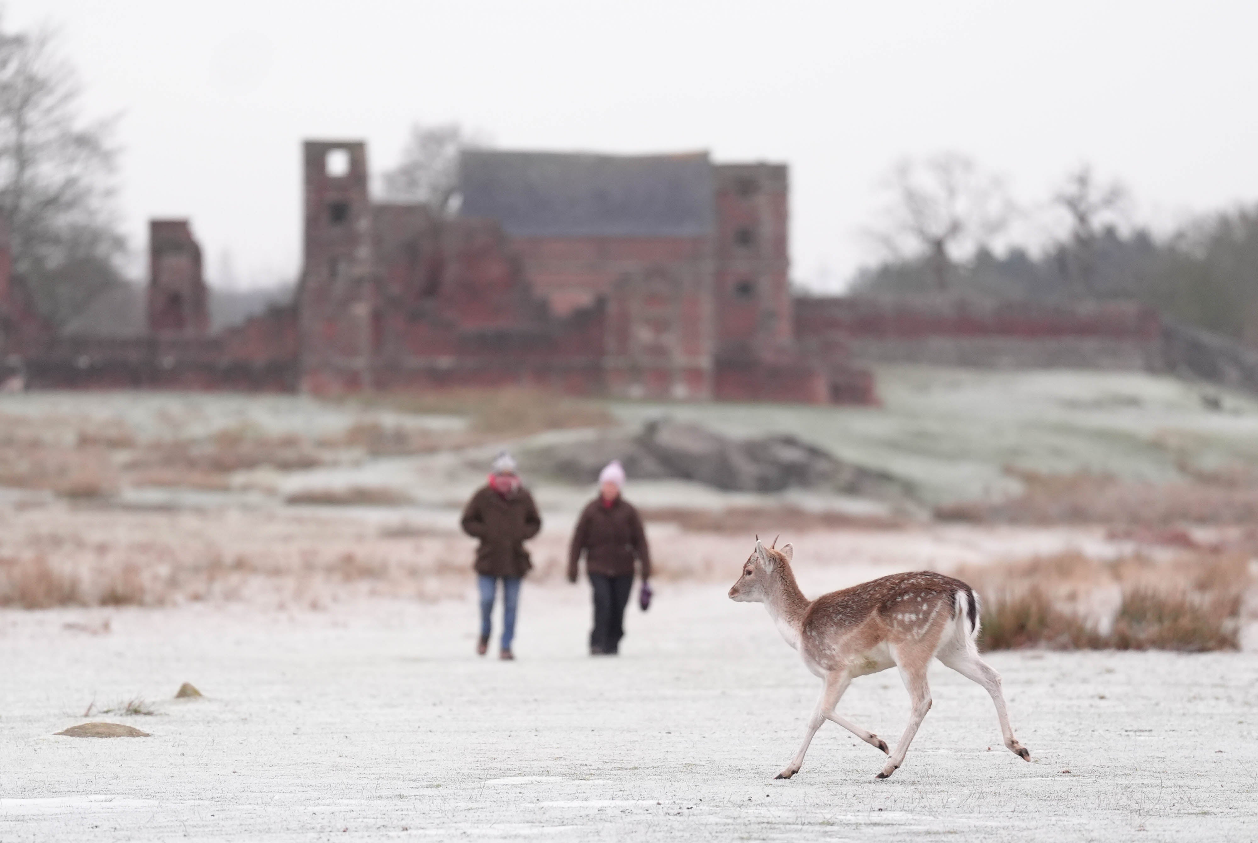 A deer runs past some walkers in Bradgate Park in Leicester